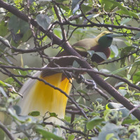 Lesser Bird-of-Paradise